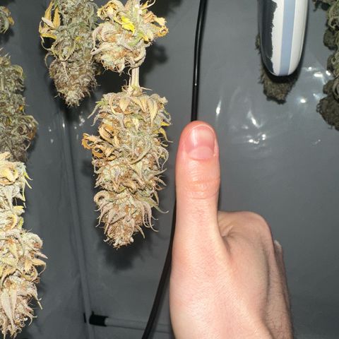Blue Cheese growlog timeline photo