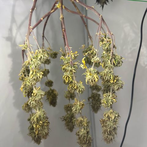 Blue Cheese growlog timeline photo