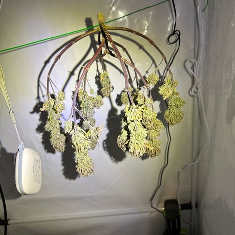 Blue Cheese growlog timeline photo