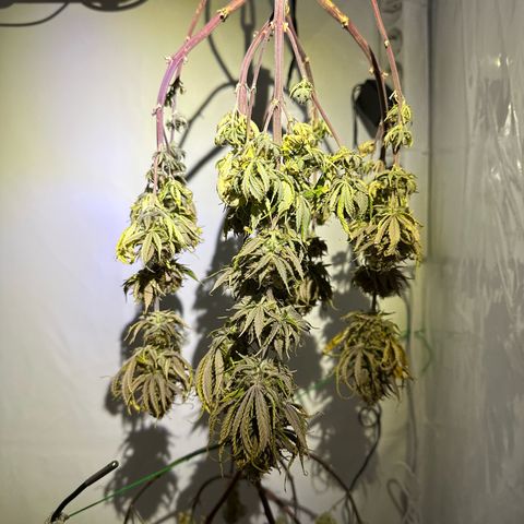Blue Cheese growlog timeline photo