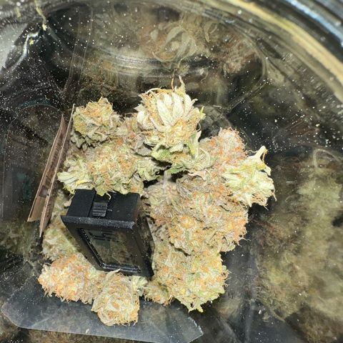 Blue Cheese growlog timeline photo
