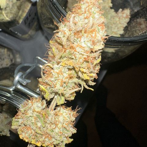 Blue Cheese growlog timeline photo