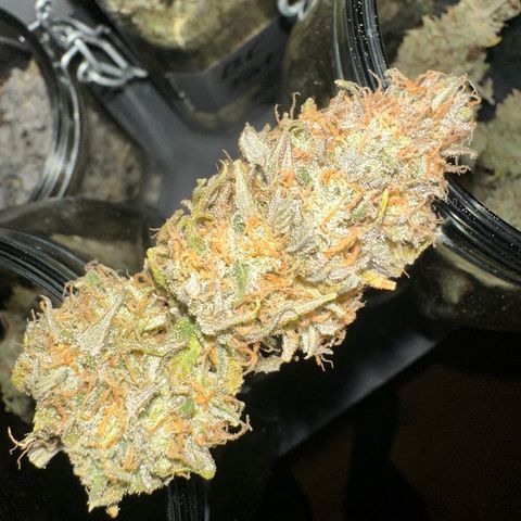 Blue Cheese growlog timeline photo