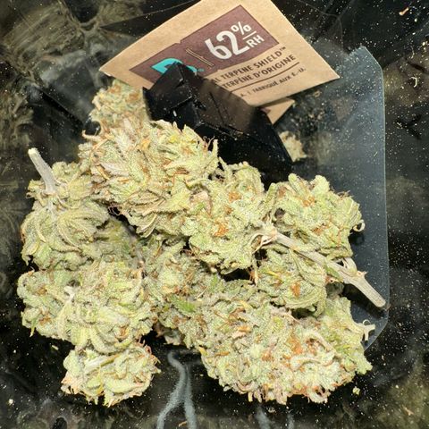 Blue Cheese growlog timeline photo