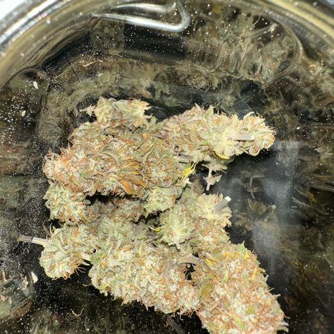 Blue Cheese growlog timeline photo