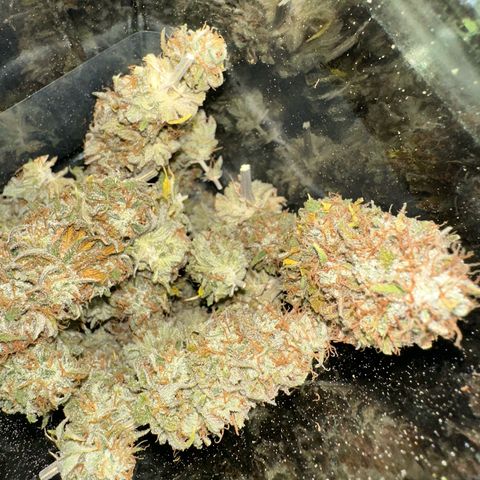Blue Cheese growlog timeline photo