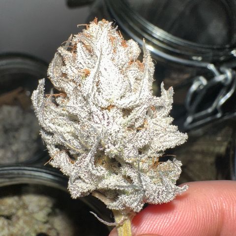 White Truffle Limited Edition  growlog timeline photo