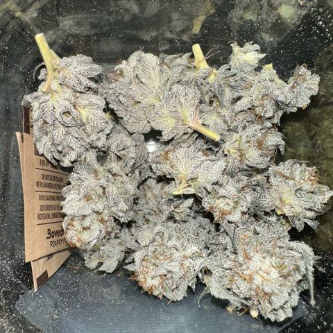 White Truffle Limited Edition  growlog timeline photo