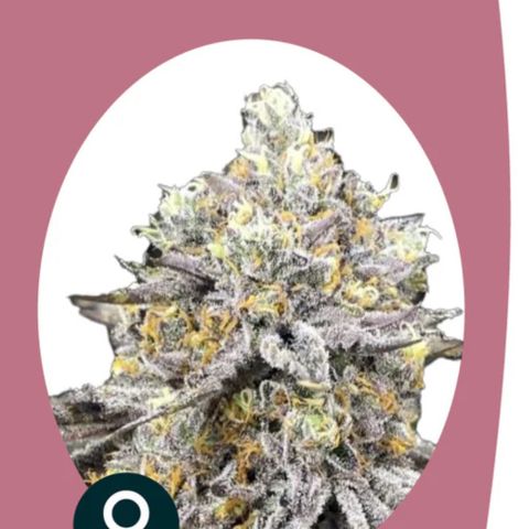 RS11 growlog in Home Box