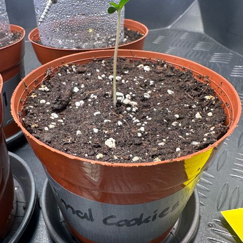 Animal Cookies growlog photo