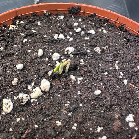 Orange Bud 2.0 growlog timeline photo
