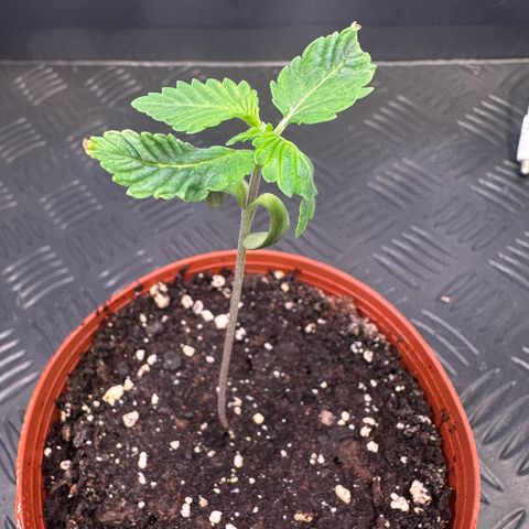 RS11 growlog timeline photo