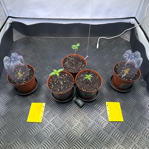 Animal Cookies growlog photo