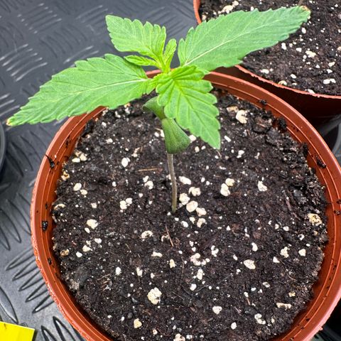 Animal Cookies growlog timeline photo
