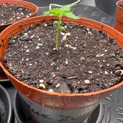 Blue Zushi growlog timeline photo