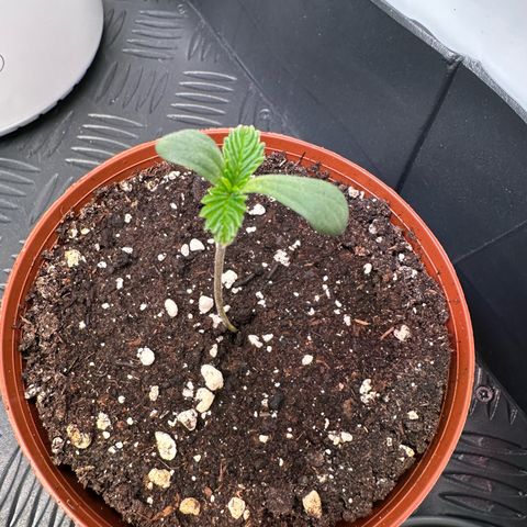 Orange Bud 2.0 growlog timeline photo