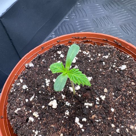 Blue Zushi growlog timeline photo