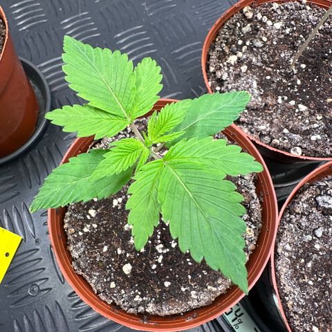 Animal Cookies growlog timeline photo