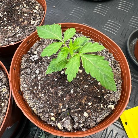 Blue Zushi growlog timeline photo