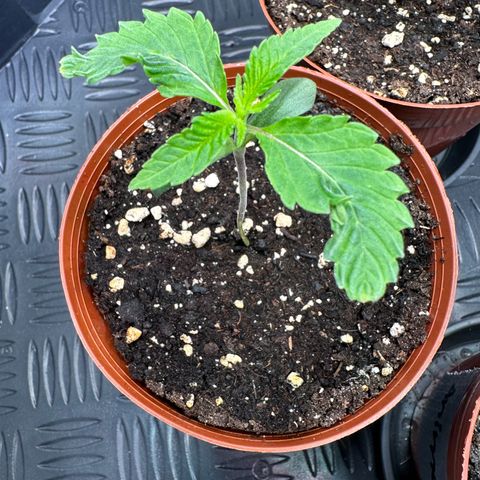 Orange Bud 2.0 growlog timeline photo
