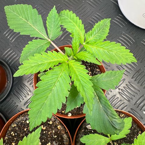 RS11 growlog timeline photo