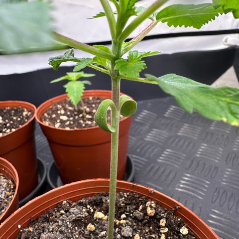 RS11 growlog timeline photo