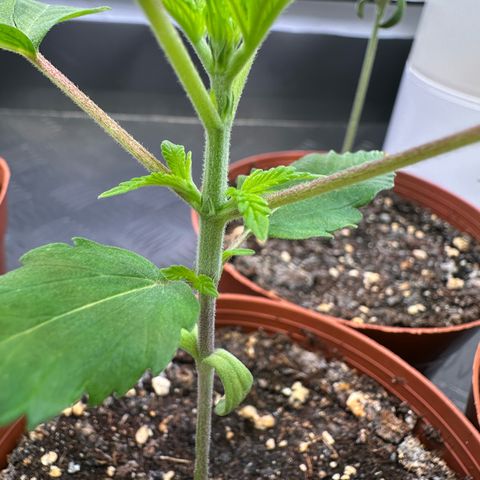 Animal Cookies growlog timeline photo