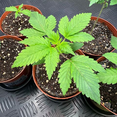 Animal Cookies growlog timeline photo