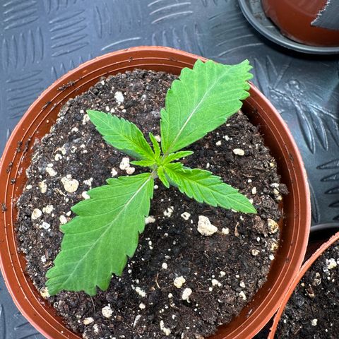 Blue Zushi growlog timeline photo