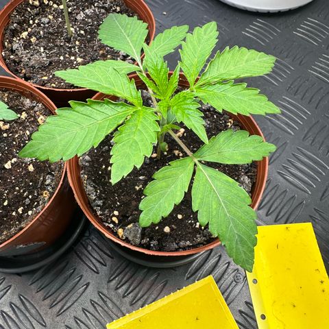 Blue Zushi growlog timeline photo