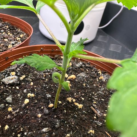 Blue Zushi growlog timeline photo