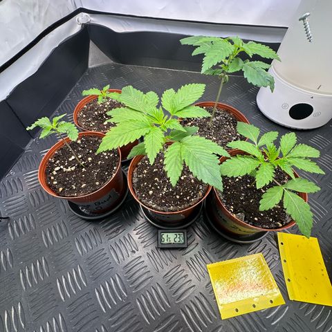 Blue Zushi growlog timeline photo