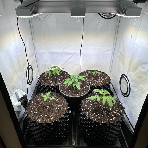 Orange Bud 2.0 growlog timeline photo