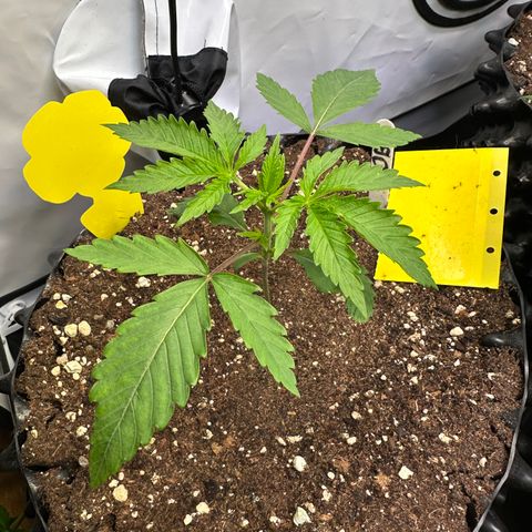 Orange Bud 2.0 growlog timeline photo
