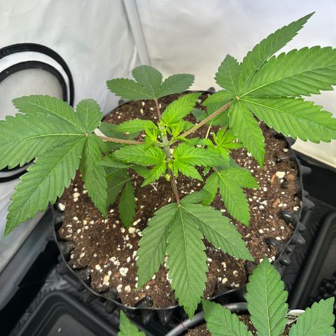 Animal Cookies growlog timeline photo