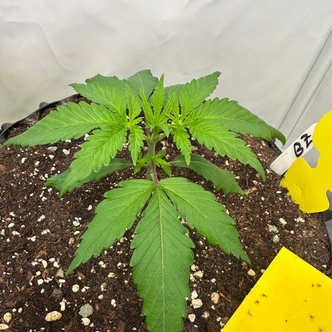 Blue Zushi growlog timeline photo