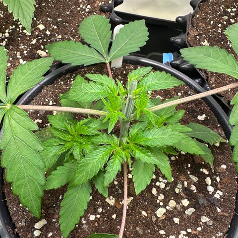 Blue Zushi growlog timeline photo