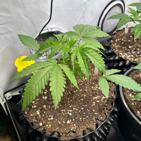 Orange Bud 2.0 growlog timeline photo