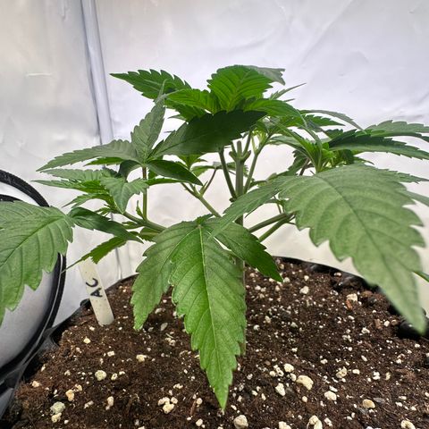Animal Cookies growlog timeline photo