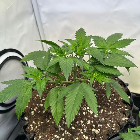 Animal Cookies growlog timeline photo