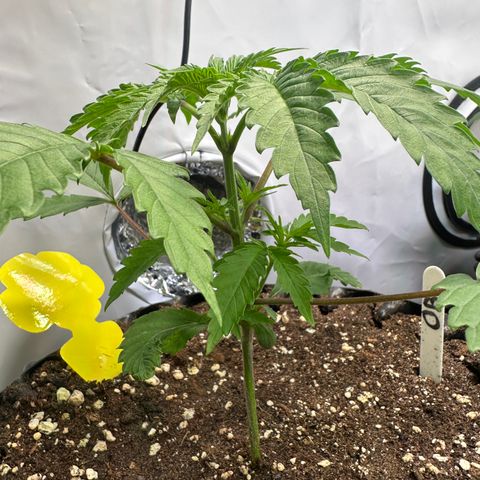 Orange Bud 2.0 growlog timeline photo