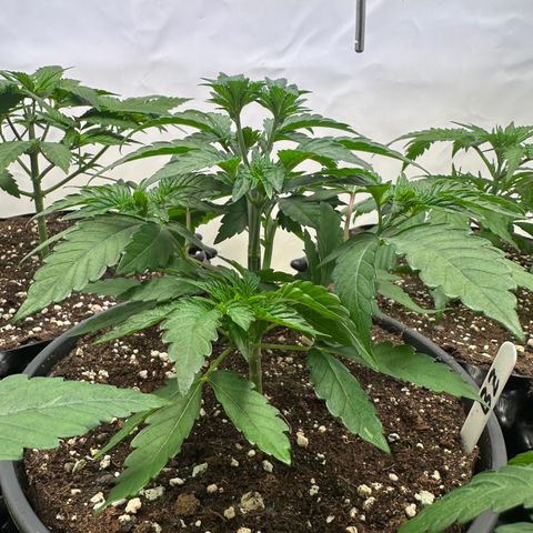 Blue Zushi growlog timeline photo