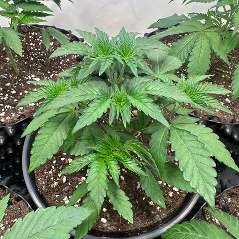 Blue Zushi growlog timeline photo