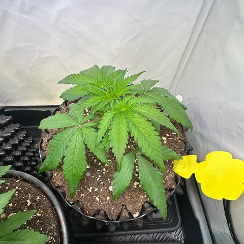 Blue Zushi growlog timeline photo