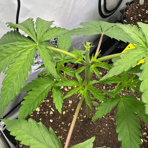 Orange Bud 2.0 growlog timeline photo