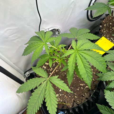 Orange Bud 2.0 growlog timeline photo