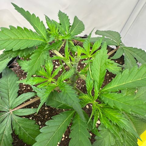 Blue Zushi growlog timeline photo