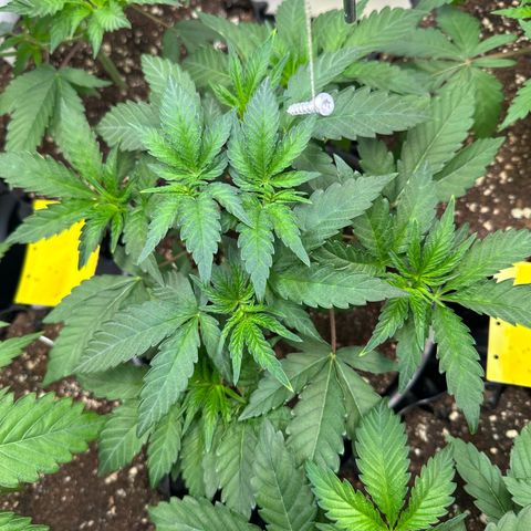 Blue Zushi growlog timeline photo