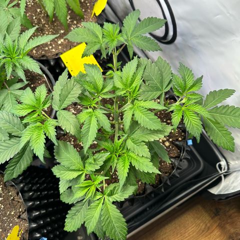 RS11 growlog timeline photo