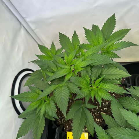 Animal Cookies growlog timeline photo